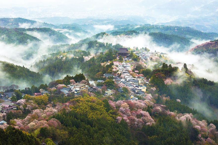 temporada de cerejeira do Japão de 2018