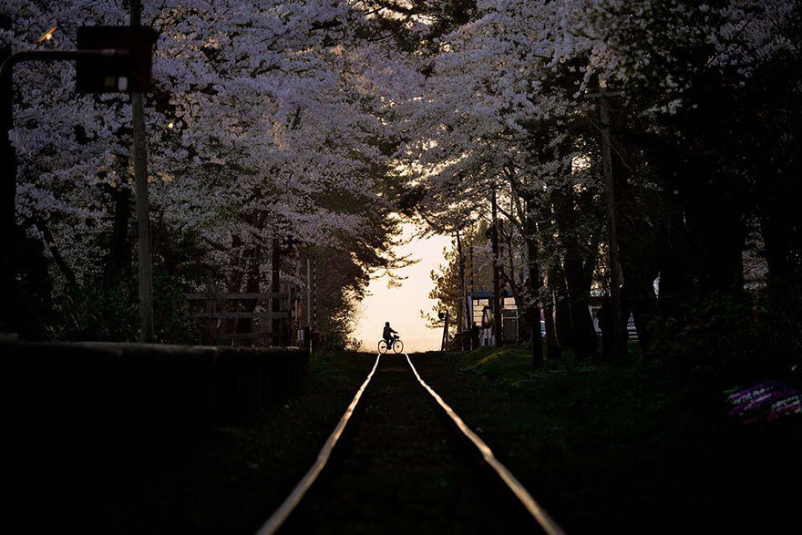 temporada de cerejeira do Japão de 2018 13