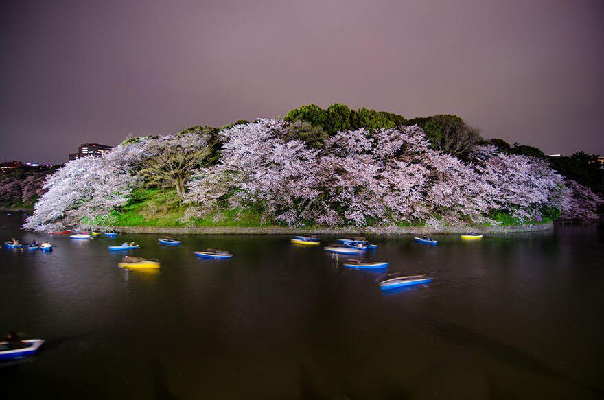 temporada de cerejeira do Japão de 2018 14