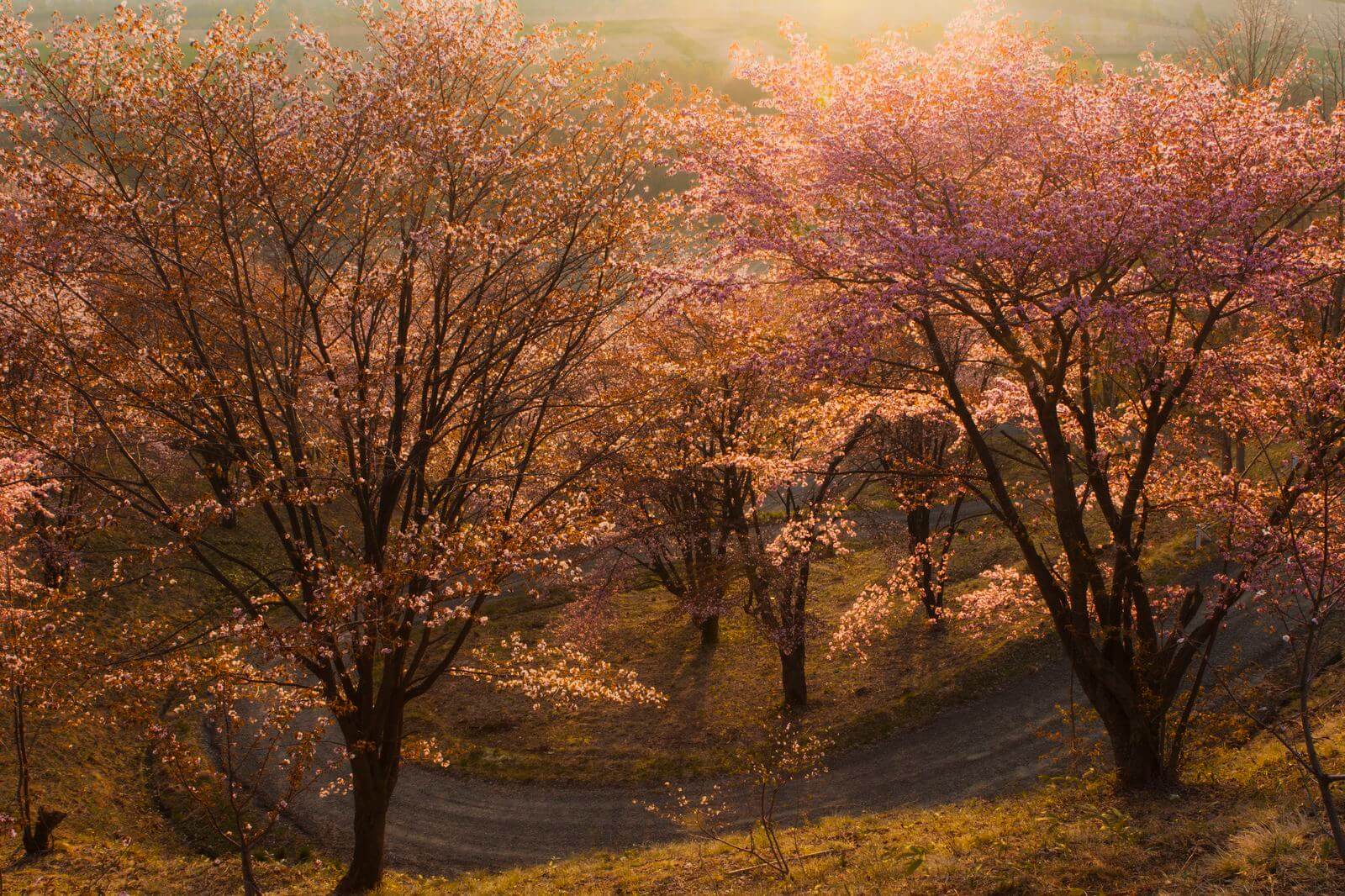 temporada de cerejeira do Japão de 2018 15