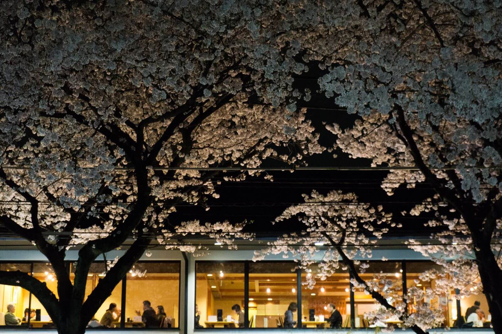 temporada de cerejeira do Japão de 2018 16