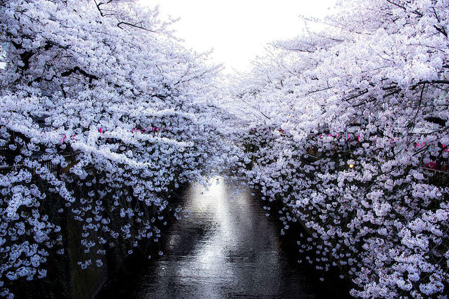 temporada de cerejeira do Japão de 2018 3