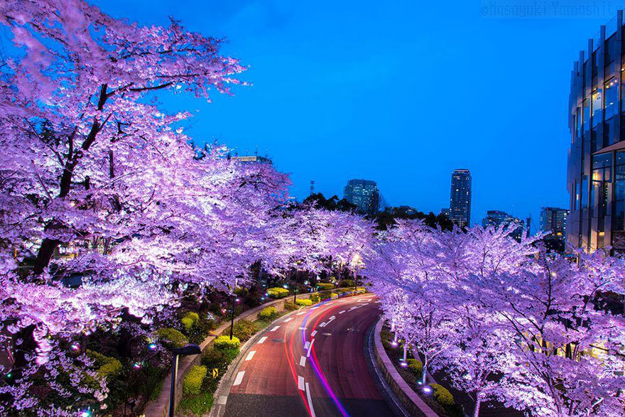 temporada de cerejeira do Japão de 2018 5