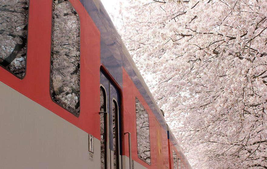 temporada de cerejeira do Japão de 2018 7