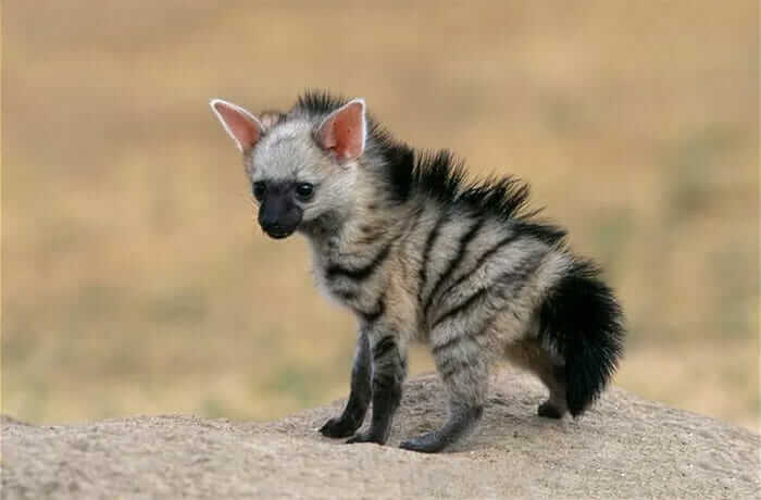 aardwolf (lobo da terra)