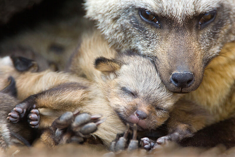 aardwolf (lobo da terra)