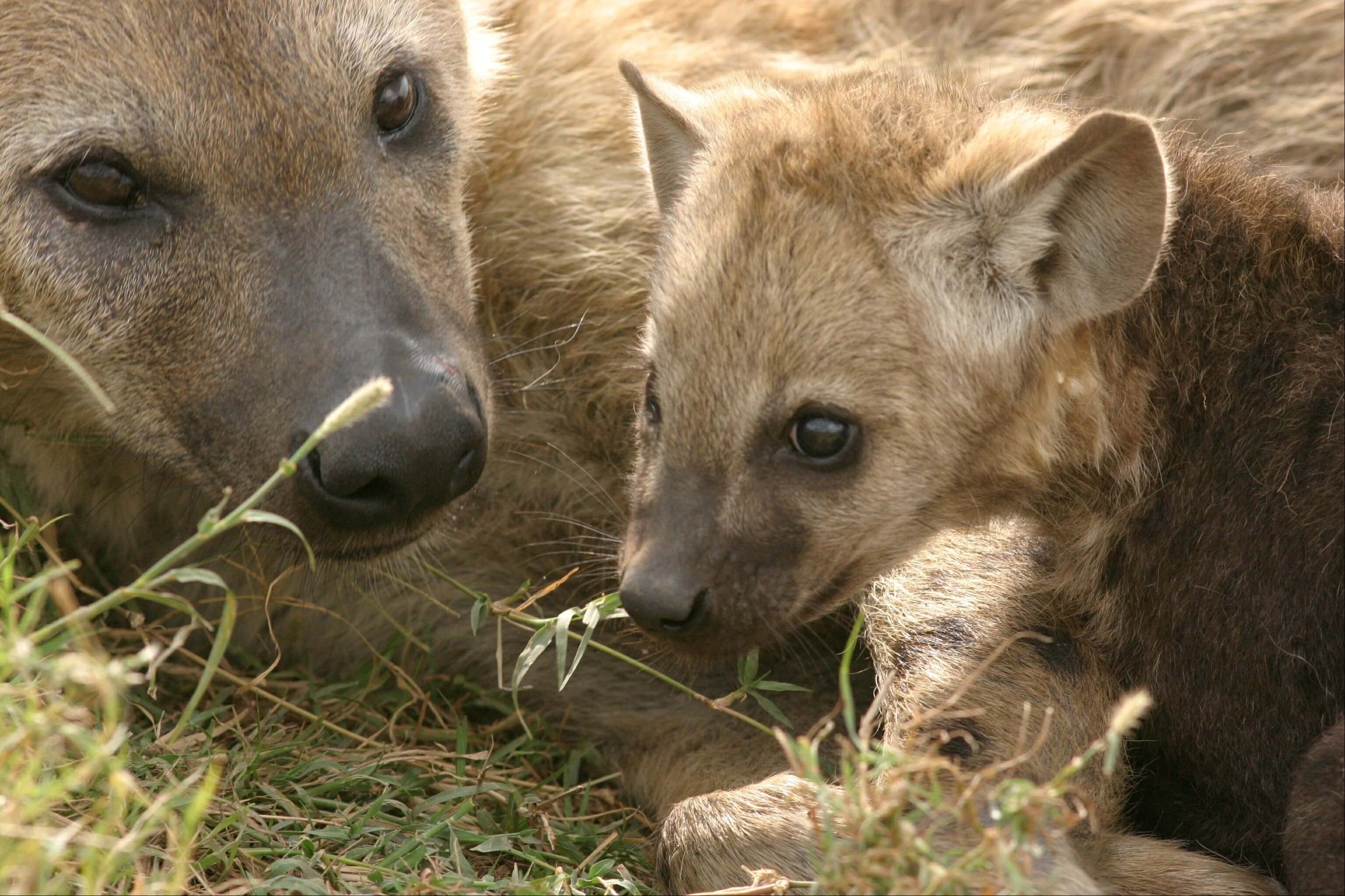 aardwolf (lobo da terra)