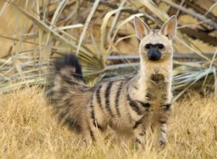 aardwolf (lobo da terra)