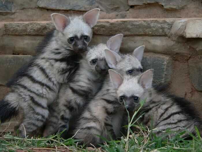 aardwolf (lobo da terra)