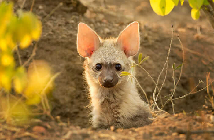 aardwolf (lobo da terra)