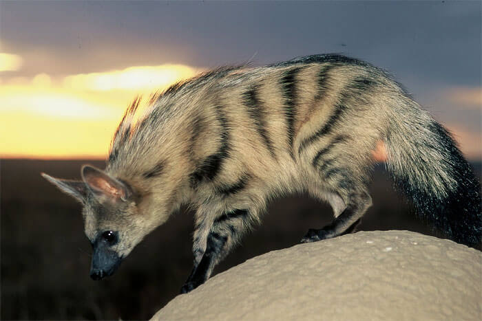 aardwolf (lobo da terra)