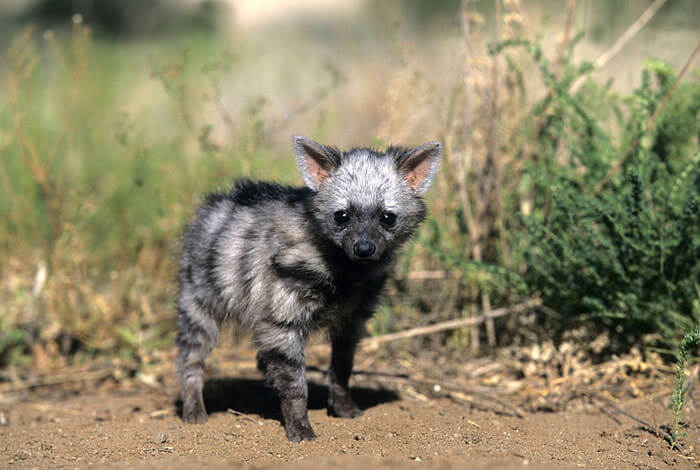 aardwolf (lobo da terra)