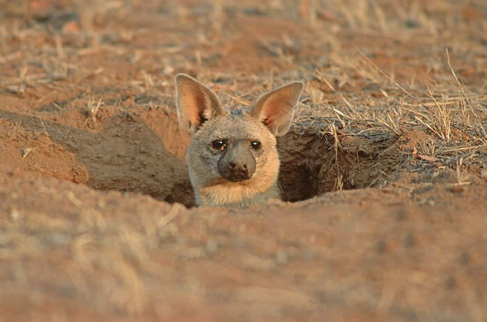 aardwolf (lobo da terra)