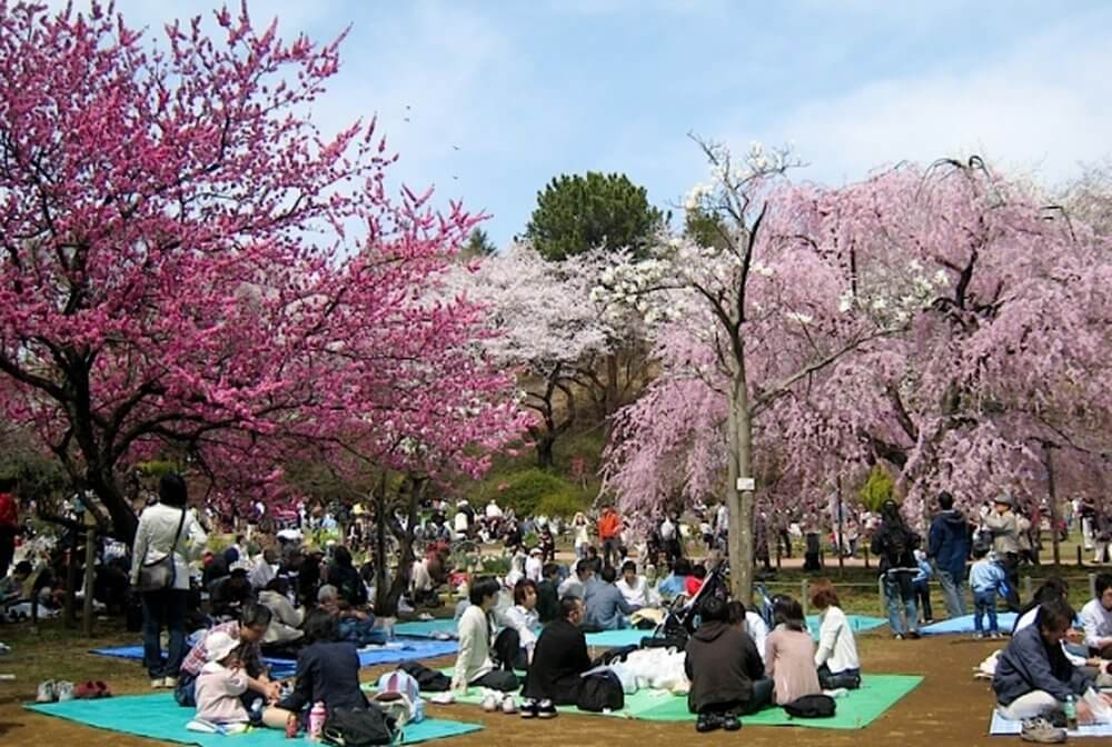 Sakura