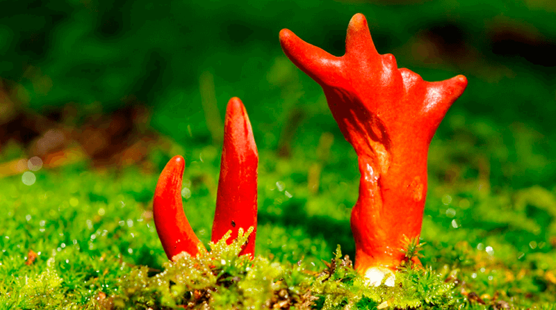 coral de fogo venenoso - kaentake