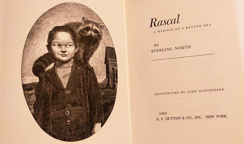 Rascal: A Memoir of a Better Era - Como um anime causou uma terrível infestação de guaxinins no Japão