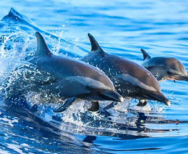 [Vídeo] Golfinhos atacam nadadores em praia do Japão